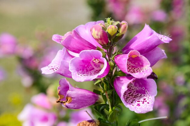 Digitalis purpurea Naparstnica zwyczajna