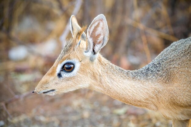 Zdjęcie dik-dik z bliska mała antilopa z rodzaju madoqua