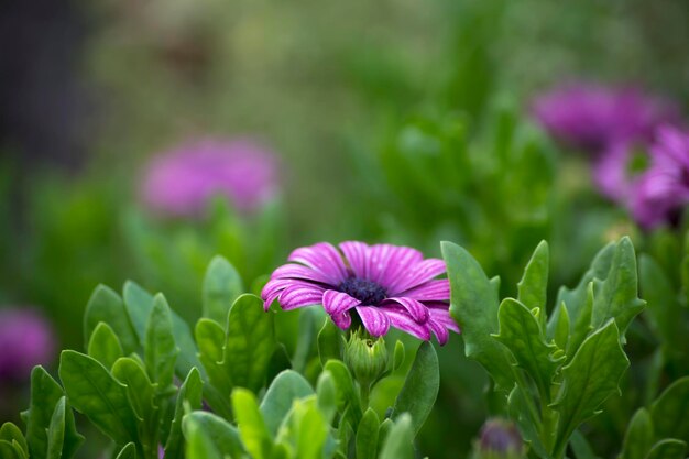 Dimorphotheca ecklonis pojedyncza