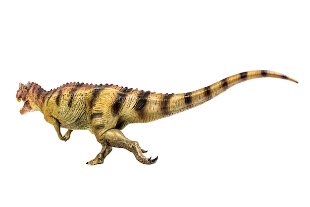 Dinozaur Ceratosaurus Na Białym Tle Izolowania ścieżka Przycinająca