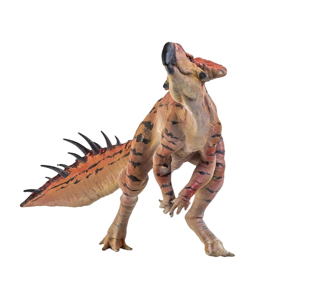 Dinozaur Protoceratops na odizolowanym tle