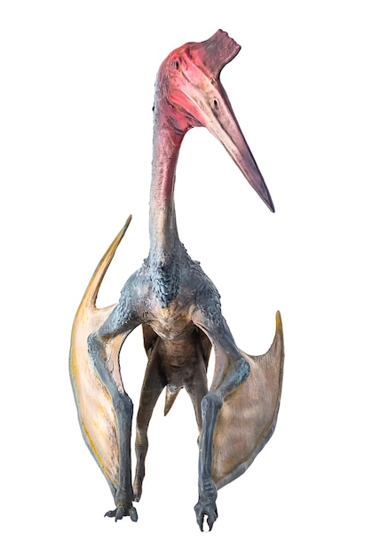Zdjęcie dinozaur pterosaur na odizolowanym tle