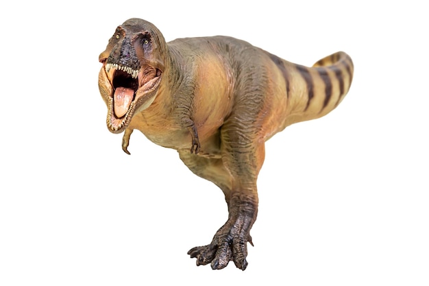 Dinozaur Tyrannosaurus Rex na białym tle izolowania Ścieżka przycinająca