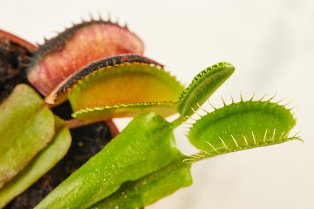 Dionaea Muscipula Venus Flytrap jest rośliną mięsożerną rośliną mięsożarną do łapania owadów