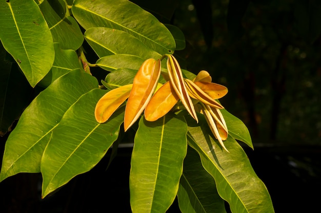 Diospyros Blancoi Synonim Diospyros Discolor Powszechnie Znany Jako Aksamitne Liście Jabłoni