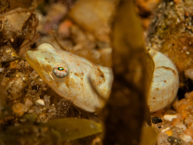 Zdjęcie diplecogaster bimaculata