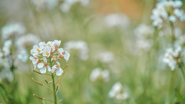 Diplotaxis erucoides na pierwszym planie w polu w wiosenny dzień z nieostrym tłem