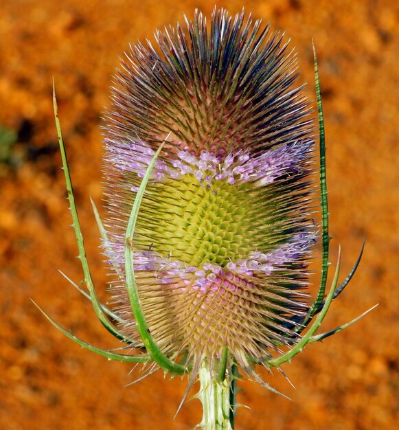 Zdjęcie dipsacus fullonum