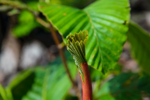 Dipterocarpus obtusifolius to Kiełkowanie