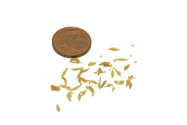 Zdjęcie dipylidium caninum wyizolowany na białym tle moneta euro cent do porównania rozmiarów