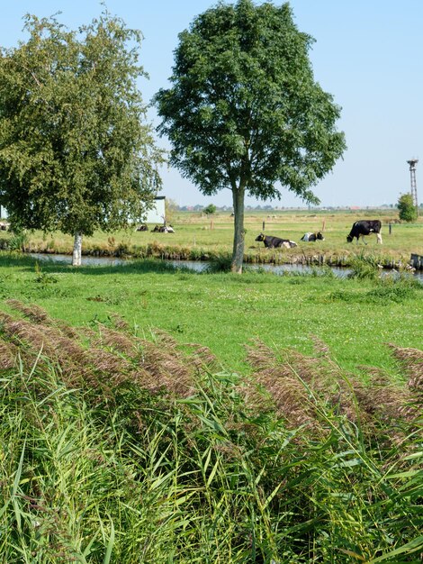 Zdjęcie ditzum w ostfriesland