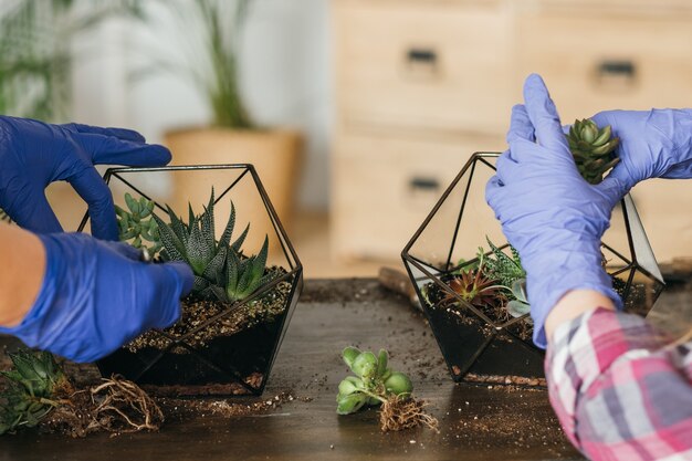 Diy Florarium. Mistrzowska Klasa Ogrodnictwa Domowego. Zbliżenie Rąk Sadzenia Sukulentów W Szklanych Wazonach Geometrycznych.