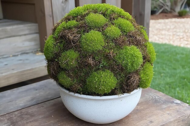 Zdjęcie diy moss ball topiary