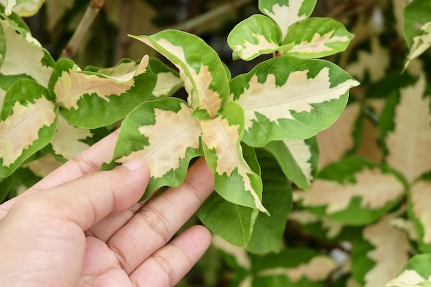 Dłoń Trzymająca Karykaturę Lub Rośliny Graptophyllum Pictum