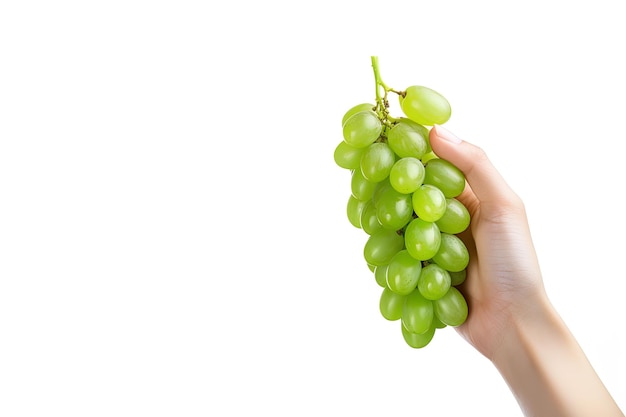 Dłoń trzymająca kiść zielonych winogron odizolowana na białym tle z miejsca na kopię