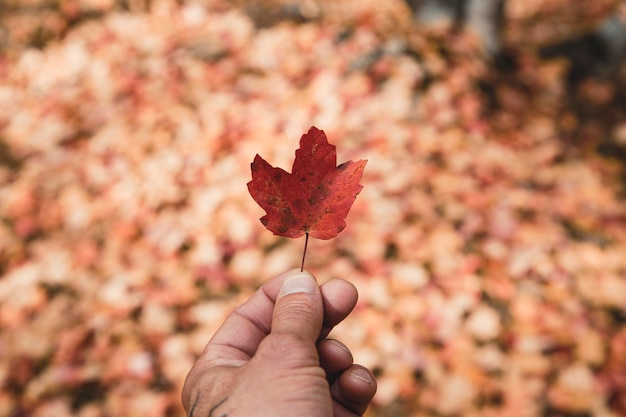 Dłoń trzymająca liść klonu do złotego światła w lesie jesienią