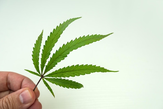 Dłoń trzymająca liść konopi na białym tle Uprawa drzewa marihuany Uprawa marihuany medycznej