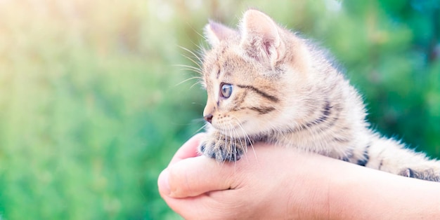 Dłoń trzymająca małego kotka Skopiuj miejsce