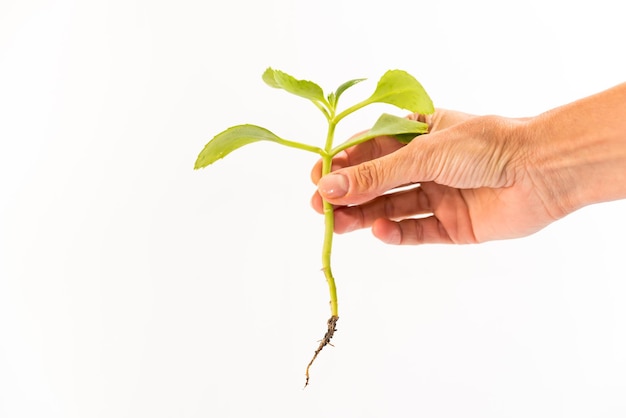 Dłoń trzymająca roślinę z korzeniem do sadzenia w ogrodzie warzywnym dzień ziemi koncepcja miejsca na kopię