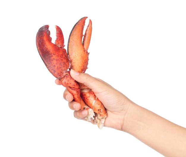 Dłoń trzymająca szczypce krewetki Lobster na białym tle