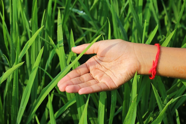 Dłoń trzymająca zieloną trawę na polu