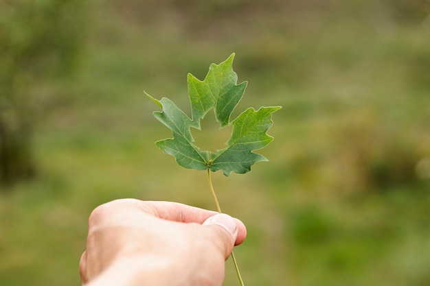 Zdjęcie dłoń trzymająca zielony liść o ładnym kształcie