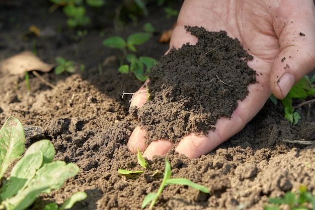 Dłoń z garścią czarnej ziemi odpowiednia do uprawy roślin rolniczych Wysokiej jakości gleba
