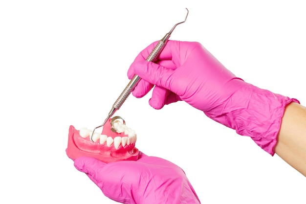 Dłonie dentysty z układem ludzkiej szczęki i instrumentem do odbudowy zębów