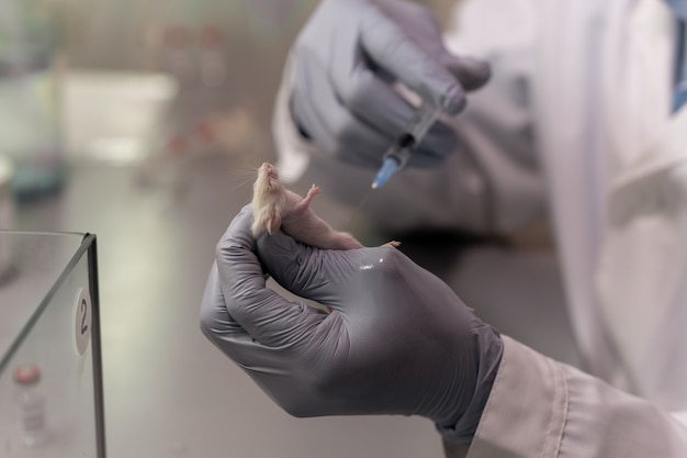 Dłonie w rękawiczkach naukowca zamierzającego zrobić zastrzyk białej myszy w laboratorium