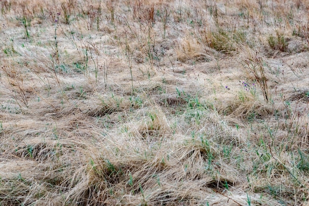 Długa i sucha trawa w dowolnym krajobrazie bez przycinania