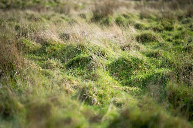 Długa trawa w polu w gospodarstwie Zielone pastwiska na łące na ranczu w Australii