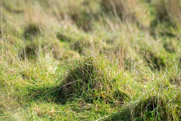 Długa trawa w polu w gospodarstwie Zielone pastwiska na łące na ranczu w Australii