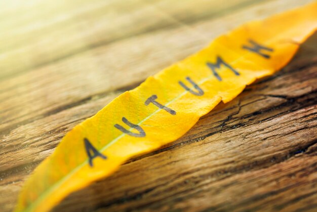 Długi żółty liść z napisem JESIEŃ na starym drewnianym tle z pęknięciami w świetle słonecznym