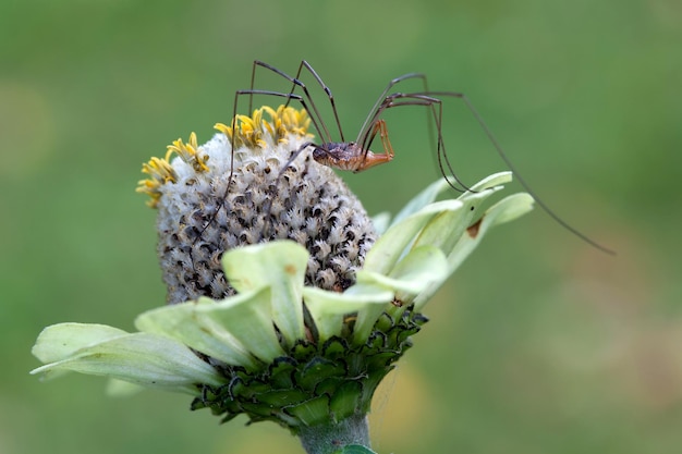 Długonogi pająk na kwiatku Echinacea na zielonym tle