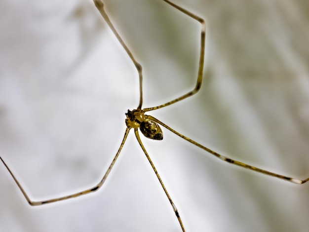 Długonogi pająk tatusia Pholcus phalangioides lub długonogi pająk stodoły