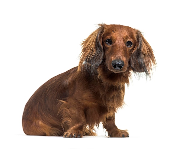 Długowłosy dachshund siedzący i ciekawy