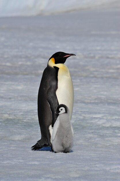 Do serca natury udaj się na Antarktydę.