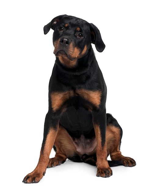 Doberman, 15 miesięcy, siedzi
