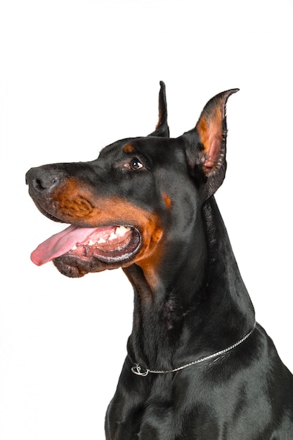 Doberman Pies Portret Na Białym Tle