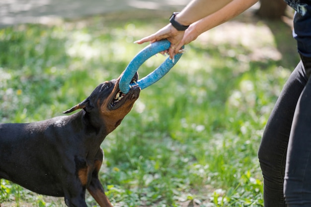 Doberman Pinczer bawi się z kobietą. Szkolenie psa.