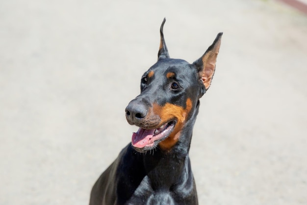 Doberman pinczer pies patrząc w lewo