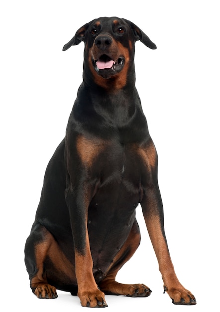 Doberman z 5 lat. Portret psa na białym tle