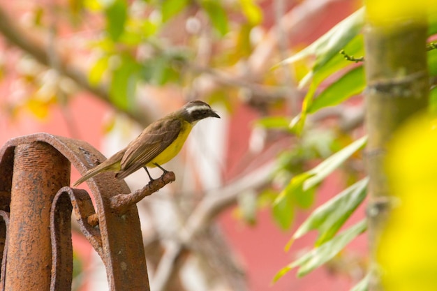 Dobrze znany ptak, widziałem cię na zewnątrz w Rio de Janeiro w Brazylii.