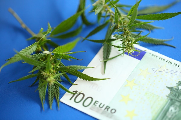 Dochody z konopi indyjskich i banknotów euro z produktów wytworzonych z konceptu konopi Legalizacja marihuany