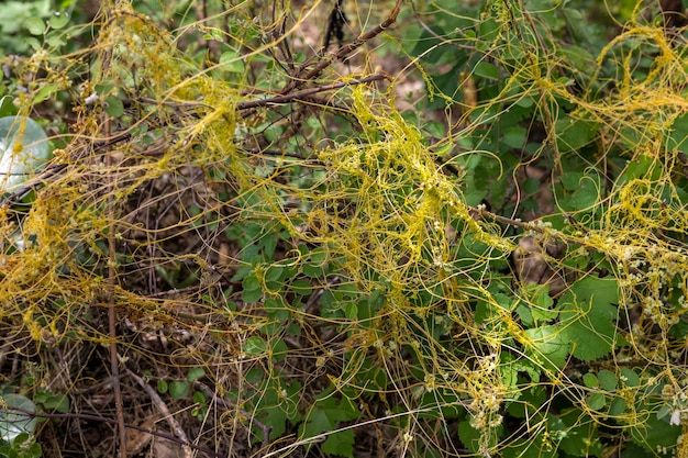 Dodder cuscuta pasożytnicza roślina dusząca uprawy rolne na polach