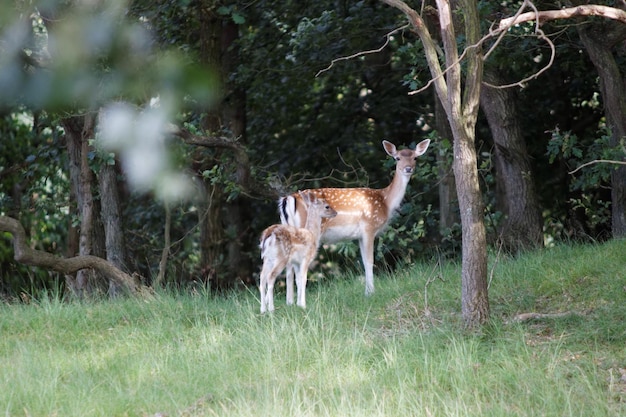 Doe i fawn w lesie
