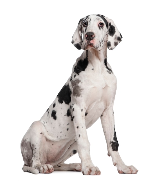 Dog niemiecki, 6 miesięcy. Portret psa na białym tle