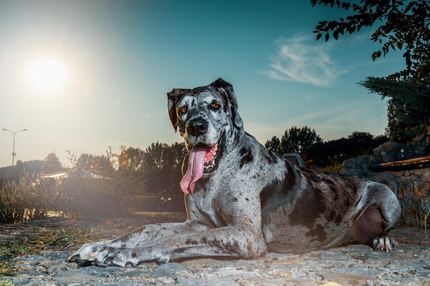 Dog niemiecki Ciesz się świeżym powietrzu w okresie letnim