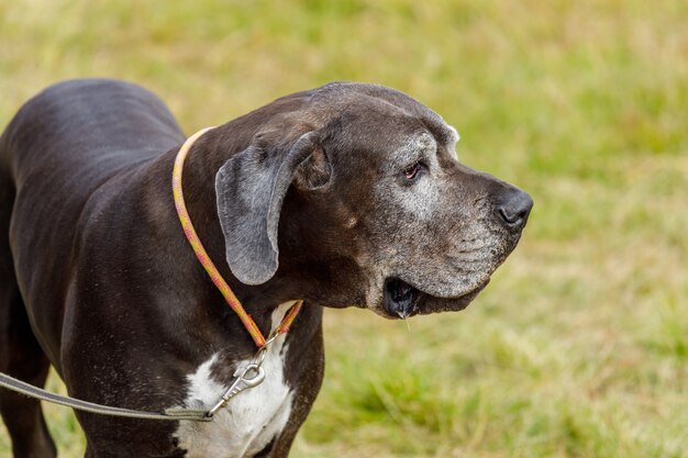 Dog niemiecki z wiszącymi uszami na smyczy latem w plenerze