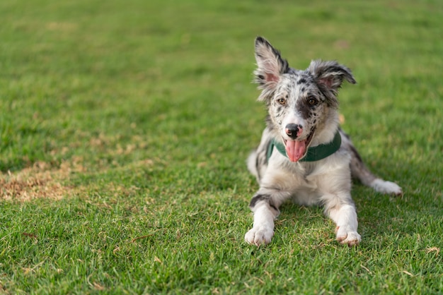 Dog Puppy Border Collie Merle